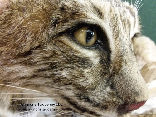 Bobcat head